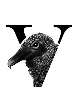 V is for Vulture