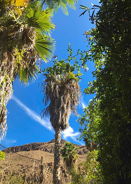 Palms in Gran Canaria