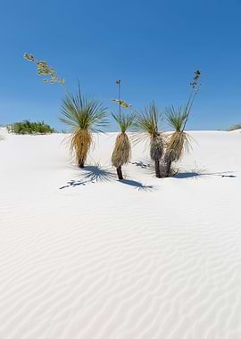 Wave pattern of dunes