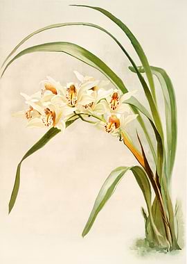 Cymbidium Winnianum