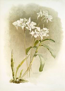 Dendrobium Johnsoniae