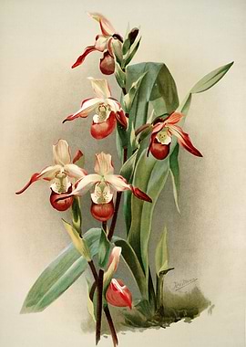 Cypripedium Lemoinierianum