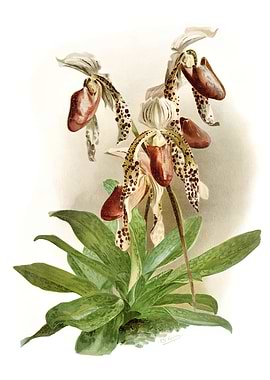 Cypripedium Morganiae Burf