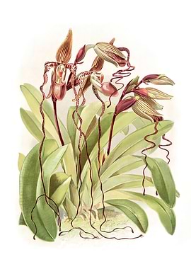 Cypripedium Sanderianum