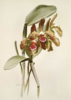 Cattleya Granulosa