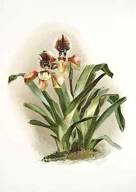 Cypripedium Boxalli Atratu