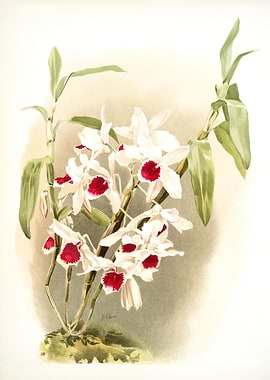 Dendrobium Leechianum