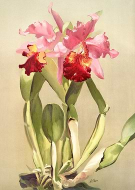 Cattleya Hybrida Hardyana