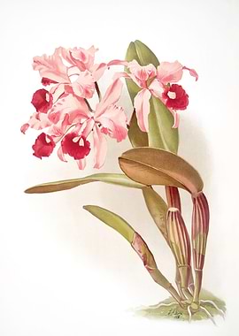 Cattleya Lawrenceana