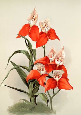 Disa Grandiflora