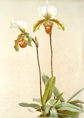Cypripedium Leeanum Gigant