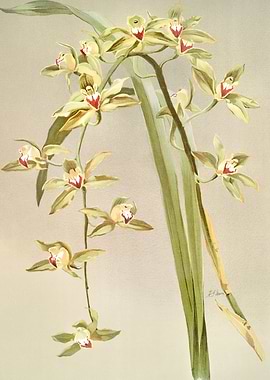 Cymbidium Lowianum