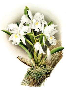 Cattleya Rochellensis