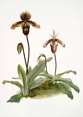 Cypripedium Calypso