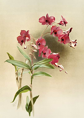 Dendrobium Phalaenopsis