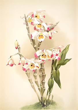 Dendrobium Wardianum