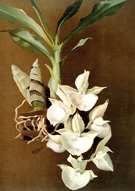 Catasetum Bungerothii