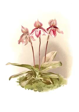 Cypripedium Tautzianum