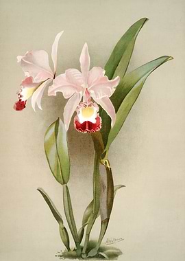 Cattleya Ballantiniana