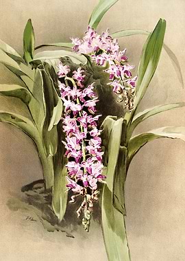 Aerides Savageanum