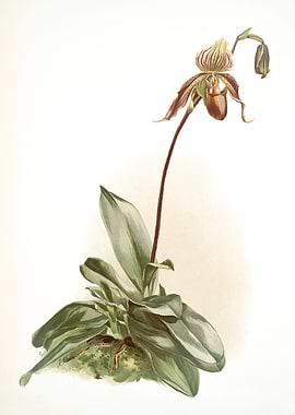 Cypripedium Selligerum