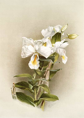 Dendrobium Formosum