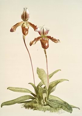 Cypripedium Laucheanum