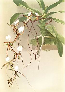 Angraecum Caudatum