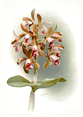 Cattleya Guttata Leopoldi