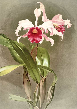 Cattleya Hybrida Arnoldia