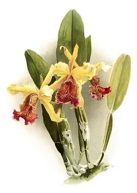 Cattleya Dowiana Chrysotox