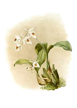 Coelogyne Sanderae