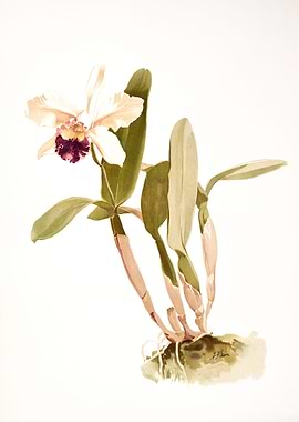 Cattleya Hybrida Parthenia