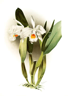 Cattleya Eldorado Crocata
