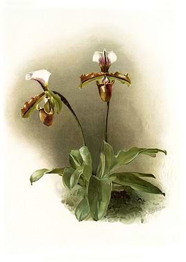 Cypripedium Lathamianum