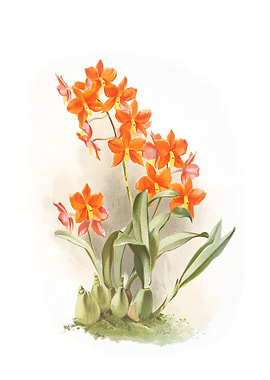 Epidendrum Vitellinum