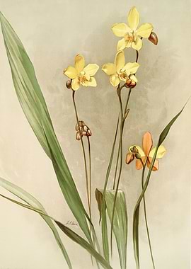 Kimballs Spathoglotti