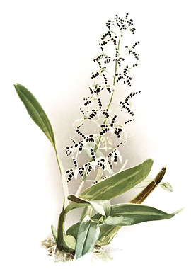 Epidendrum Prismatocarpum