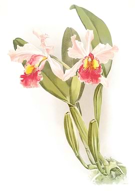 Cattleya Warscewiczii