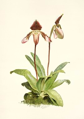 Cypripedium Castleanum