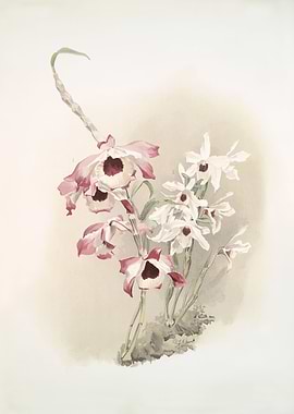 Dendrobium Venus Cassiope