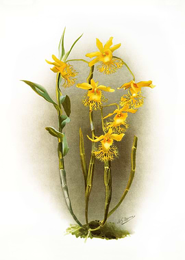 Dendrobium Brymerianum