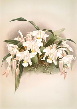 Coelogyne Cristata
