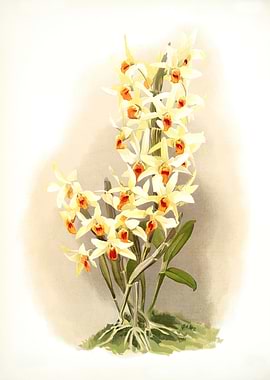 Dendrobium Aureum