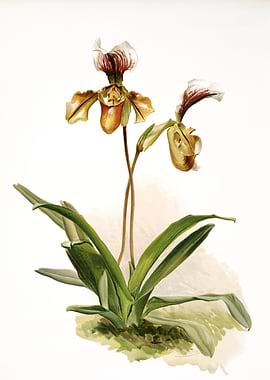 Cypripedium Pollettianum