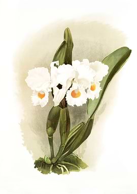 Cattleya Schroederoe Alba