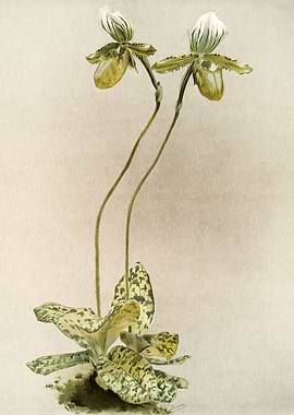 Cypripedium Lawrenceanum