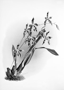 Orchids 1894 Black White