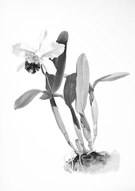 Orchids 1894 Black White