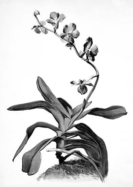 Orchids 1894 Black White